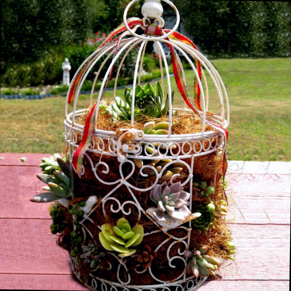Vaso de Gaiola de Pássaro Suculenta DIY Um vaso de gaiola de pássaro branco cheio de fibra de coco e suculentas em uma mesa de madeira rosa com uma vista de quintal atrás dele.