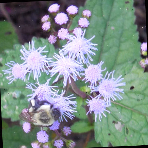 abelha mel e flor Abelha melífera se deliciando em meu jardim frontal