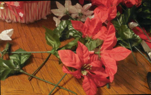 Especiais de poinsettia