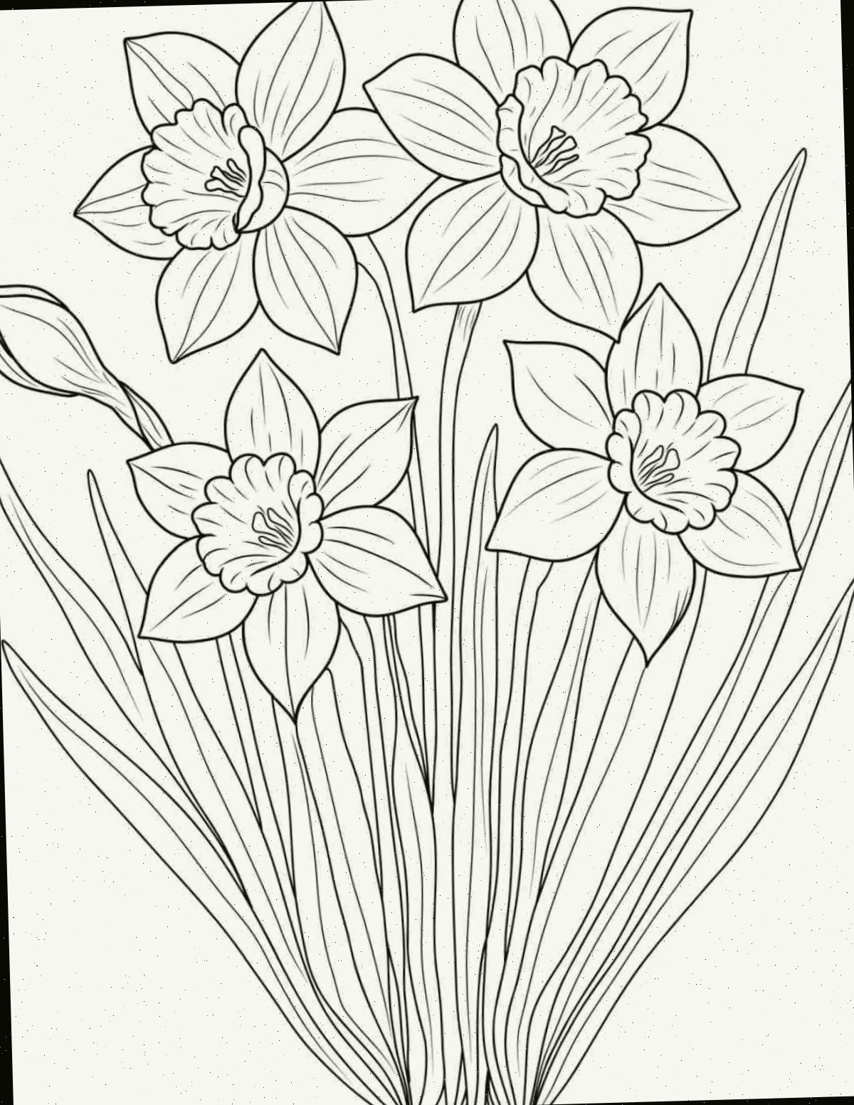 Adquira esta página para colorir de narcisos para impressão Uma imagem de página para colorir de narciso para impressão, mostrando um agrupamento de cinco narcisos com suas folhas ao centro.