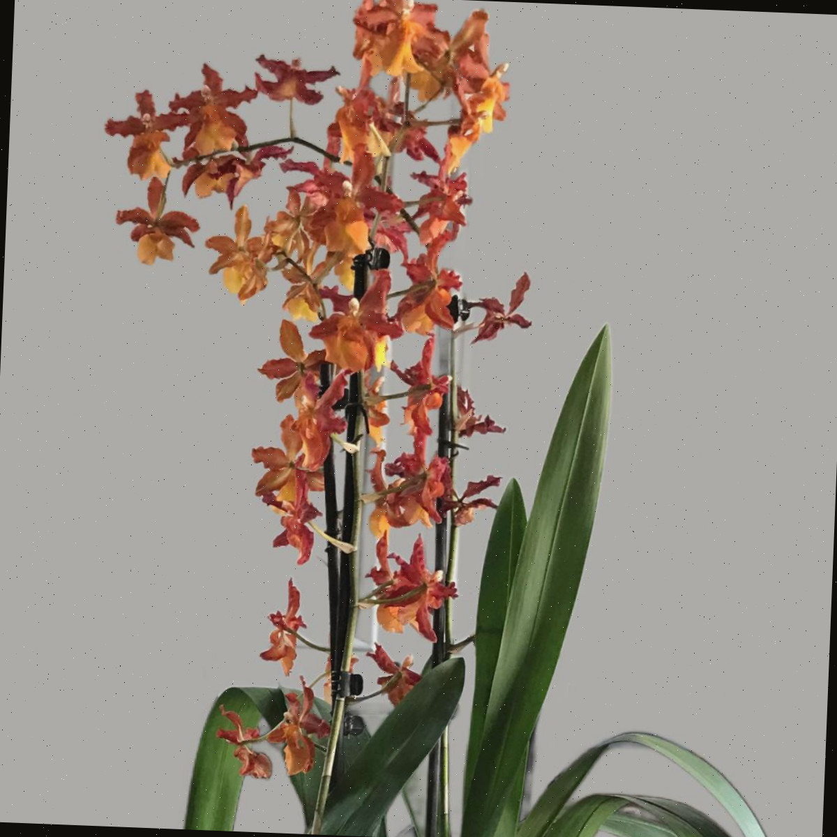 Uma orquídea dançante de flor laranja da família Oncidium, contra um fundo branco.