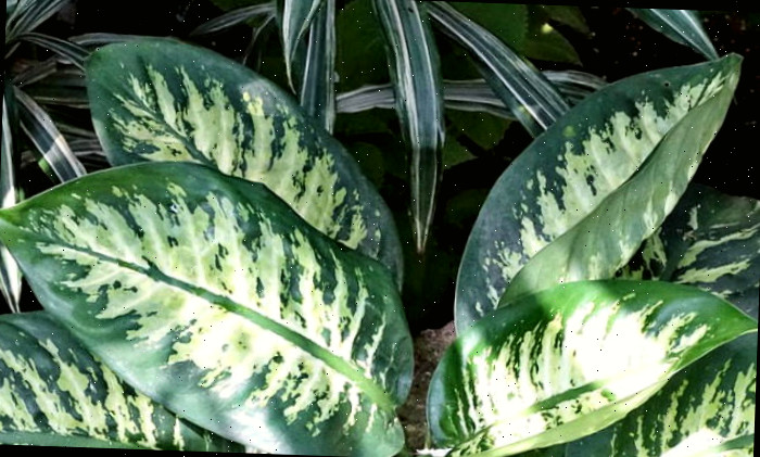 Folhas de Dieffenbachia Closeup das folhas de dieffenbachia