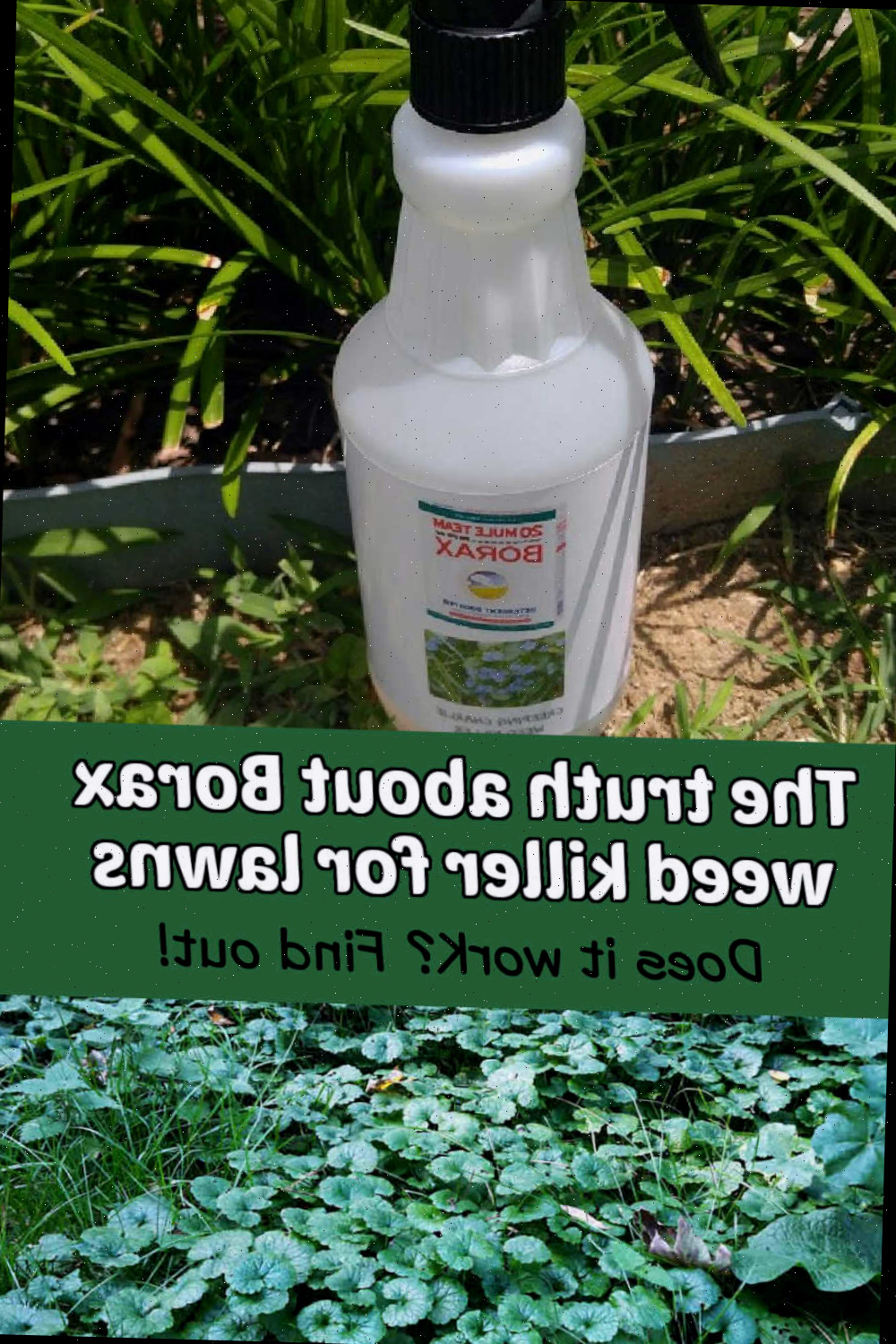 Herbicida com borato em um frasco acima do Charlie rastejante. O texto diz: A verdade sobre o herbicida com borato para gramados.