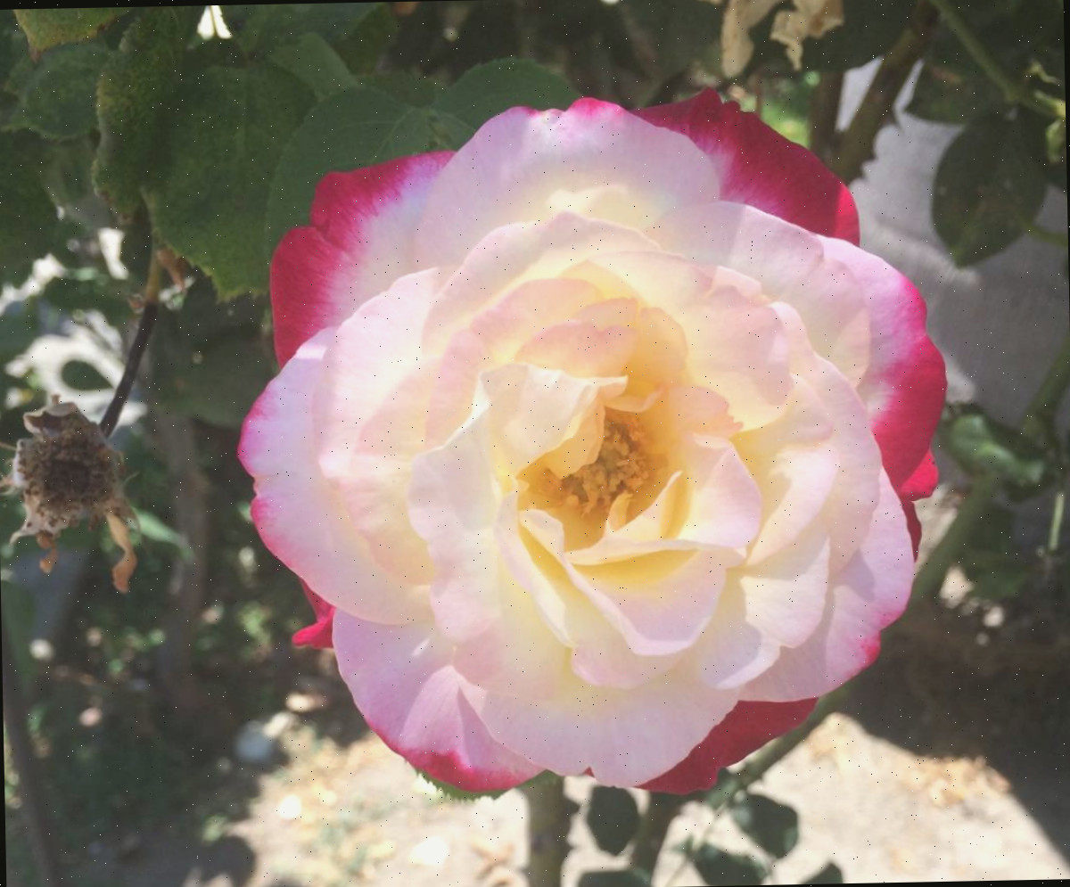 Uma foto aproximada de uma rosa híbrida Double Delight (Rosa 'Double Delight') mostrando suas pétalas externas rosas e suas pétalas internas brancas.