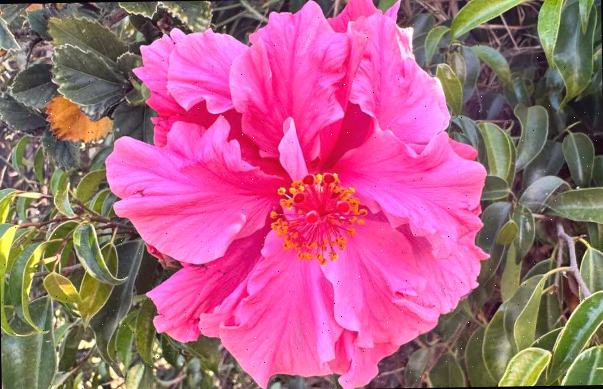 Uma foto de close de um Hibisco Duplo 'pride of hankins white' (rosa-sinensis 'pride of hankins white') mostrando uma de suas flores tropicais duplas de pétalas rosa.