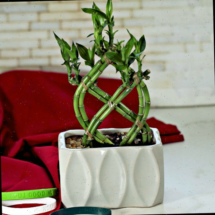 planta bambu da sorte