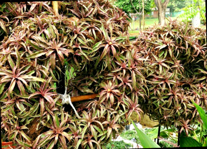 Bromélia Estrela-da-Terra agrupada