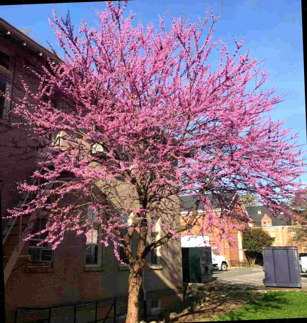 Uma foto de um Eastern Redbud (Cercis canadensis) mostrando esta árvore com flores rosas em frente a um edifício de tijolos, com um pedaço de céu azul claro à sua esquerda.