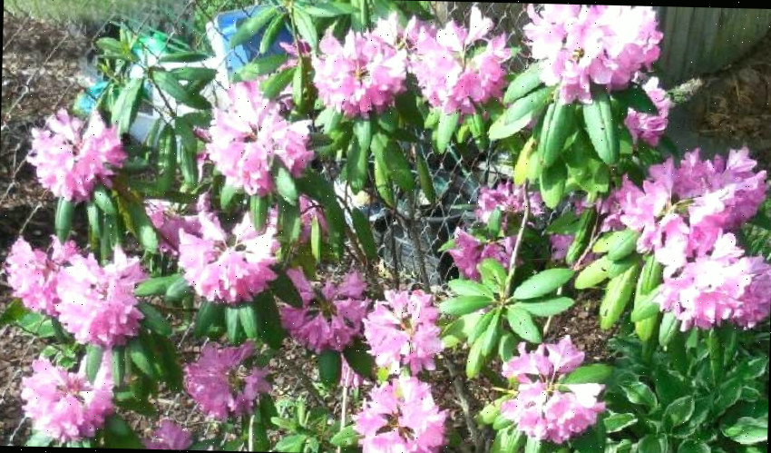 Um Rhododendron English Roseum (Rhododendron 'English Roseum'), com a planta de flores cor-de-rosa dominando a imagem.