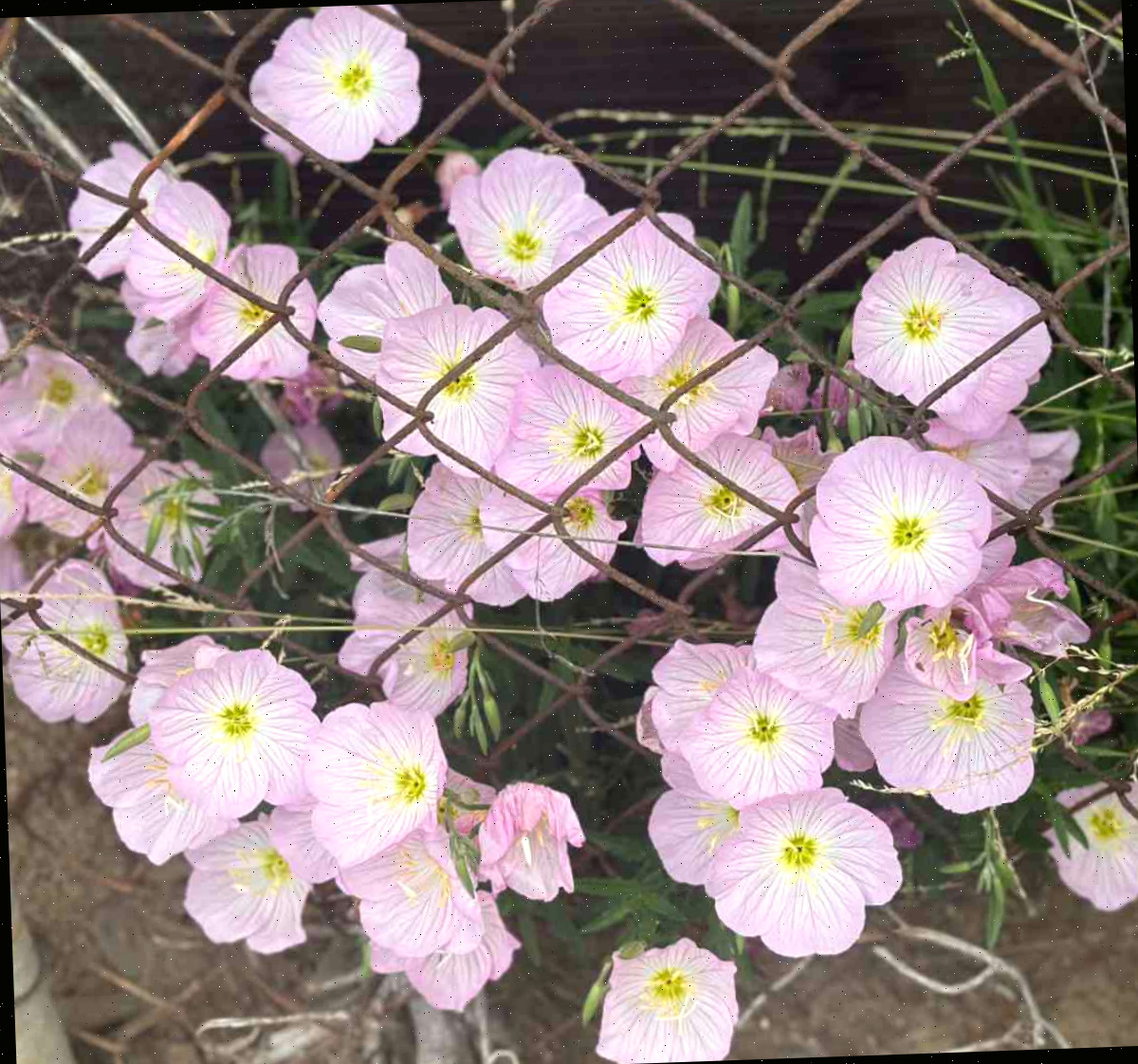 Um conjunto de flores de cor rosa claro de uma planta de primavera noturna (Oenothera speciosa) surgindo por detrás de uma cerca de arame.