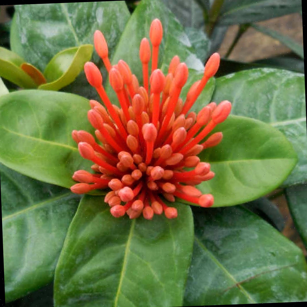 Uma imagem de close dos botões laranjas e da folhagem verde de uma planta chama-dos-bosques, conhecida botanicamente como Ixora coccinea.