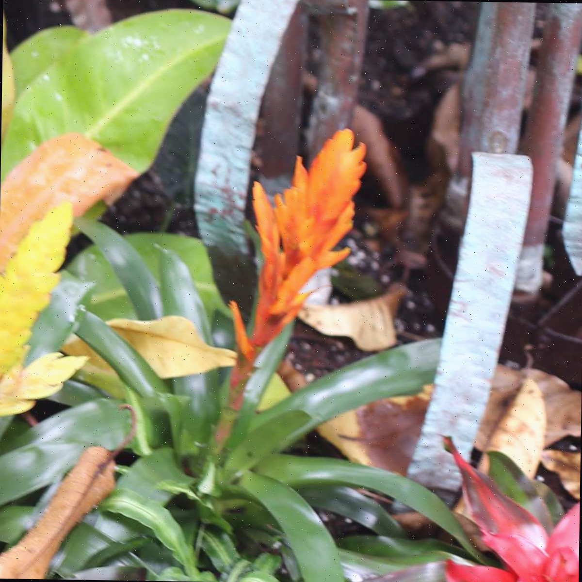 Uma bromélia espada de fogo Vriesea laranja em meio a outras folhagens tropicais, incluindo uma espada de fogo amarela e uma bromélia Guzmania vermelha.