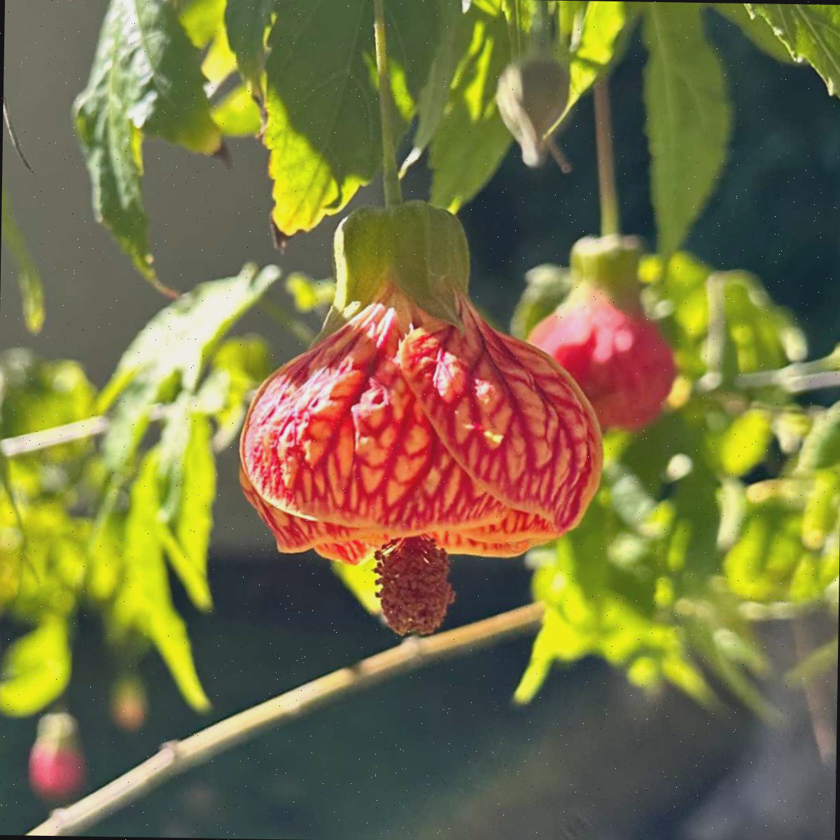 Uma imagem de perto de uma flor com pétalas laranjas e veias vermelhas, pertencente ao arbusto árvore-abutilon, conhecido botanicamente como Abutilon pictum.