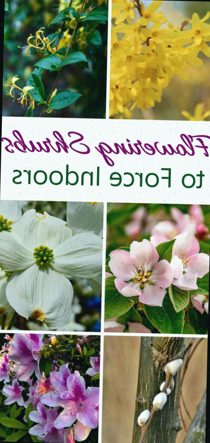 Flores de forsítia, madressilvas, marmelo, corniso, salgueiro e azaleias. Texto diz Arbustos Floridos para Forçar Dentro de Casa