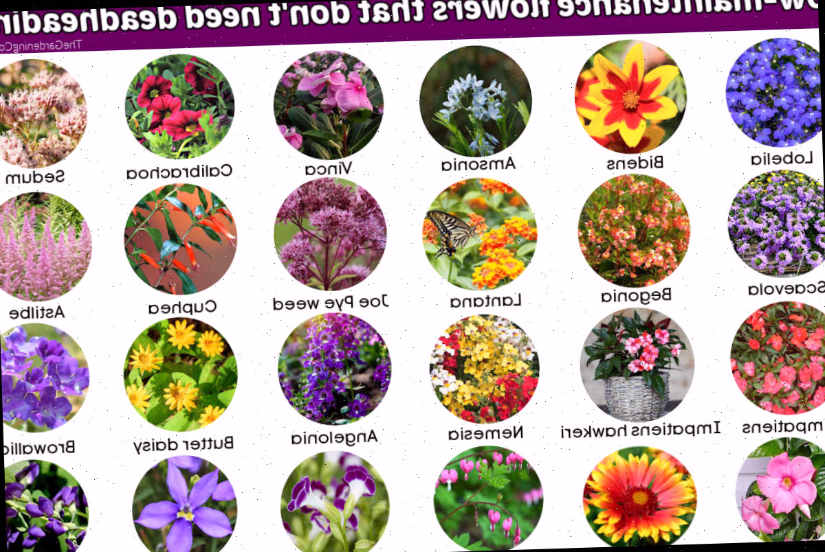 Flores que não exigem deadheading Fileiras de círculos com imagens de flores. A caixa de texto roxa diz Flores de baixa manutenção que não precisam de deadheading.