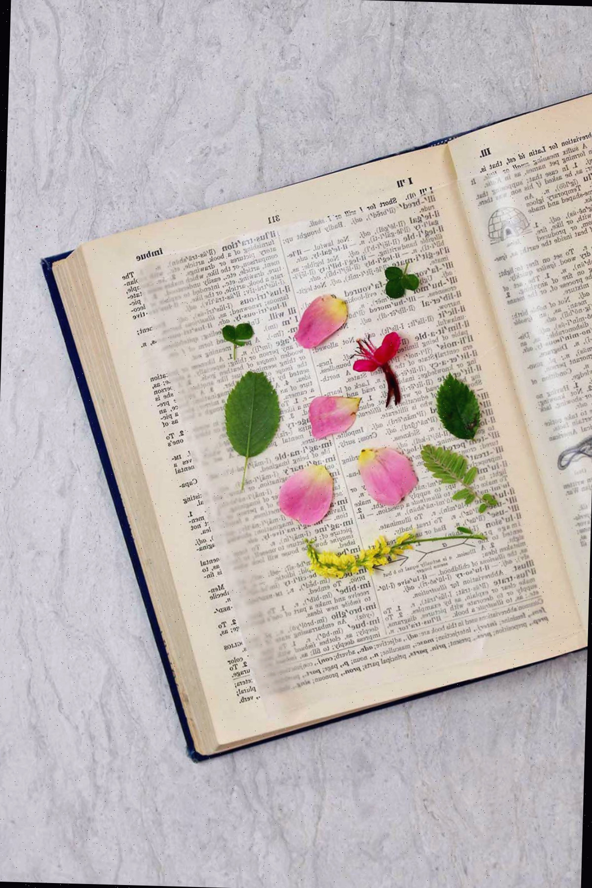 Dicionário aberto com papel manteiga e flores e folhas secas.