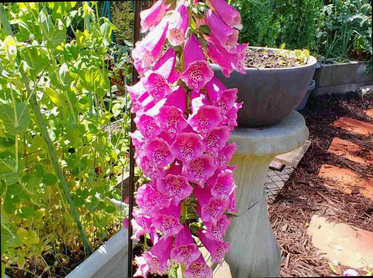 Um longo talo de uma planta de dedaleira cor-de-rosa (Digitalis purpurea) em um jardim, com um bebedouro para pássaros e um vaso de tomate ao fundo.
