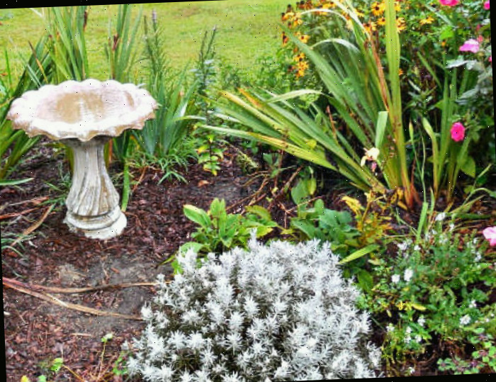 Bebedouro de aves limpo em um canteiro de jardim Um bebedouro de aves de cimento limpo em um canteiro de jardim, cercado por rosas, folhas de íris e coberturas vegetais suculentas.