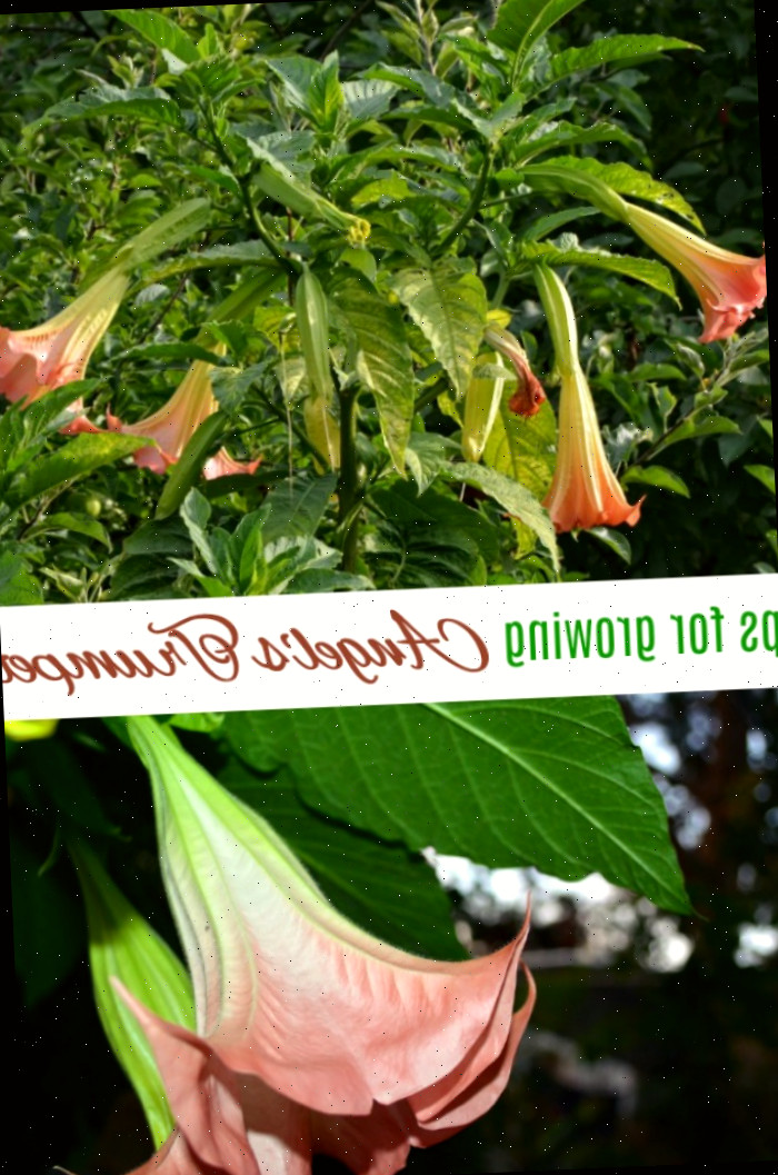 como cultivar brugmansia - trombeta dos anjos Uma colagem com imagens das flores de Brugmansia. Caixa de texto diz dicas para cultivar a trombeta dos anjos.