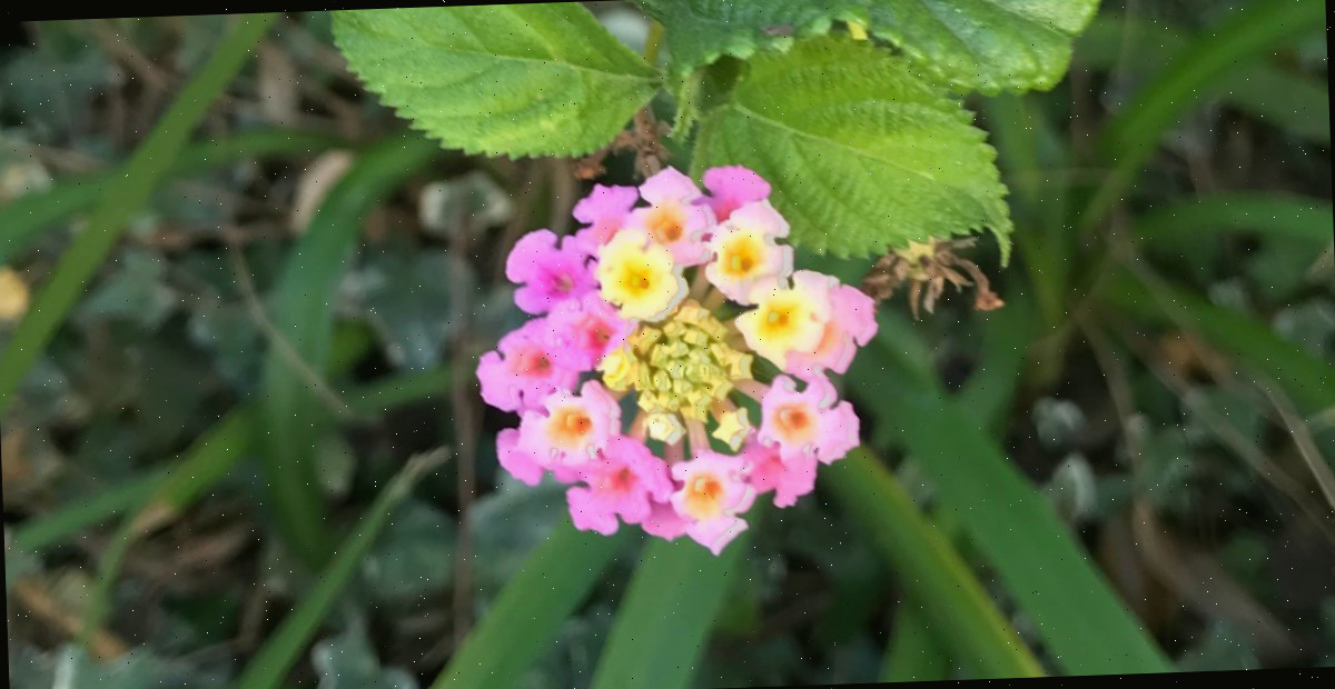 Uma foto em close de uma flor amarela e cor-de-rosa de uma planta Lantana Ham e Ovos (Lantana camara 'Ham and Eggs') com folhagem ao fundo.