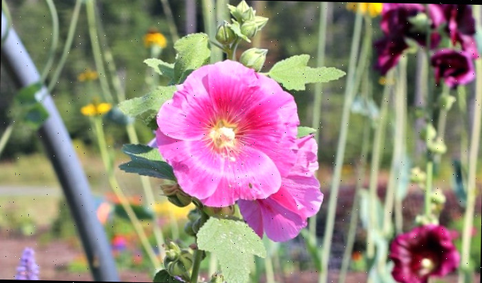 Uma Malva (Alcea rosea) com flores em um profundo tom de bordô ao fundo, e um caule de flores rosas à frente.
