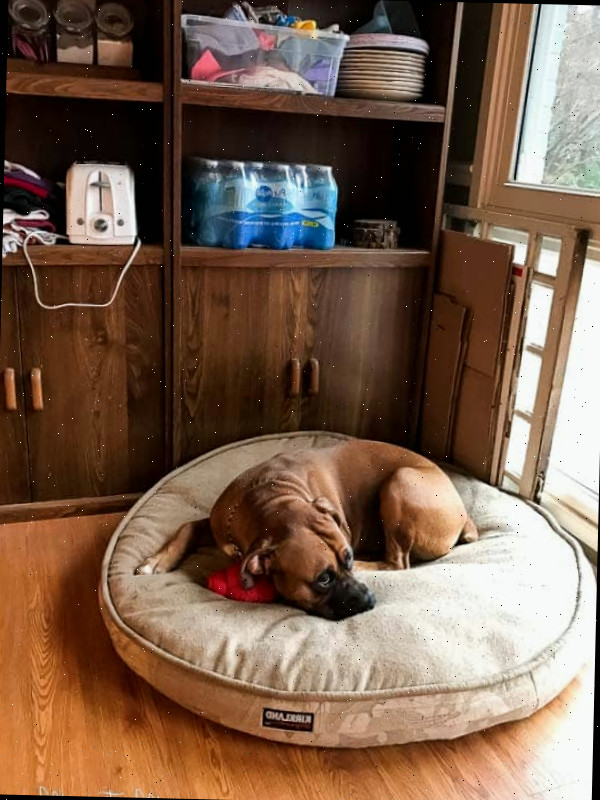 Um cachorro deitado em uma cama
