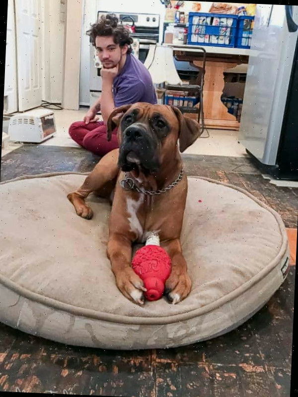 Um cachorro sentado em uma mesa