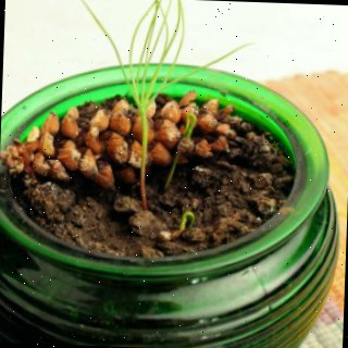 Brotos emergindo de um vaso de vidro verde sobre uma toalha quadriculada.