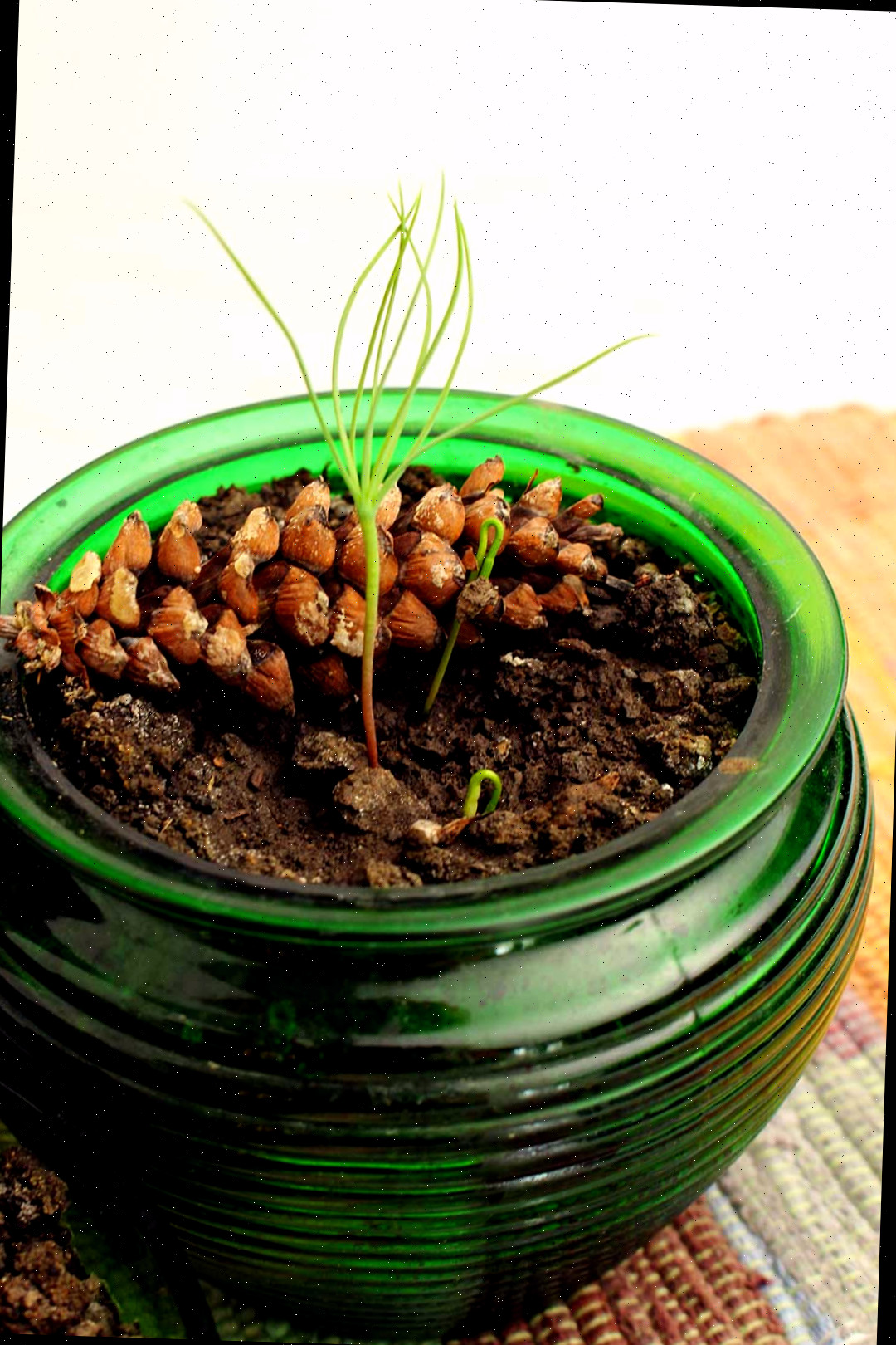 Brotos emergindo de um vaso de vidro verde sobre uma toalha quadriculada.
