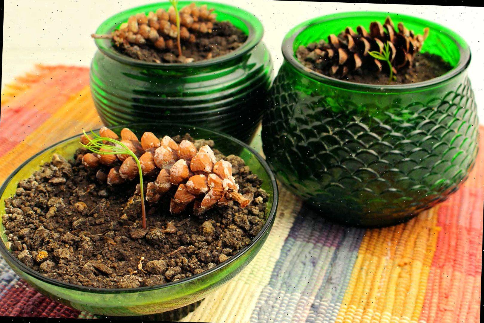 Três árvores completas e brotando com pinhas em vasos de vidro verde reposicionados sobre uma toalha quadriculada.