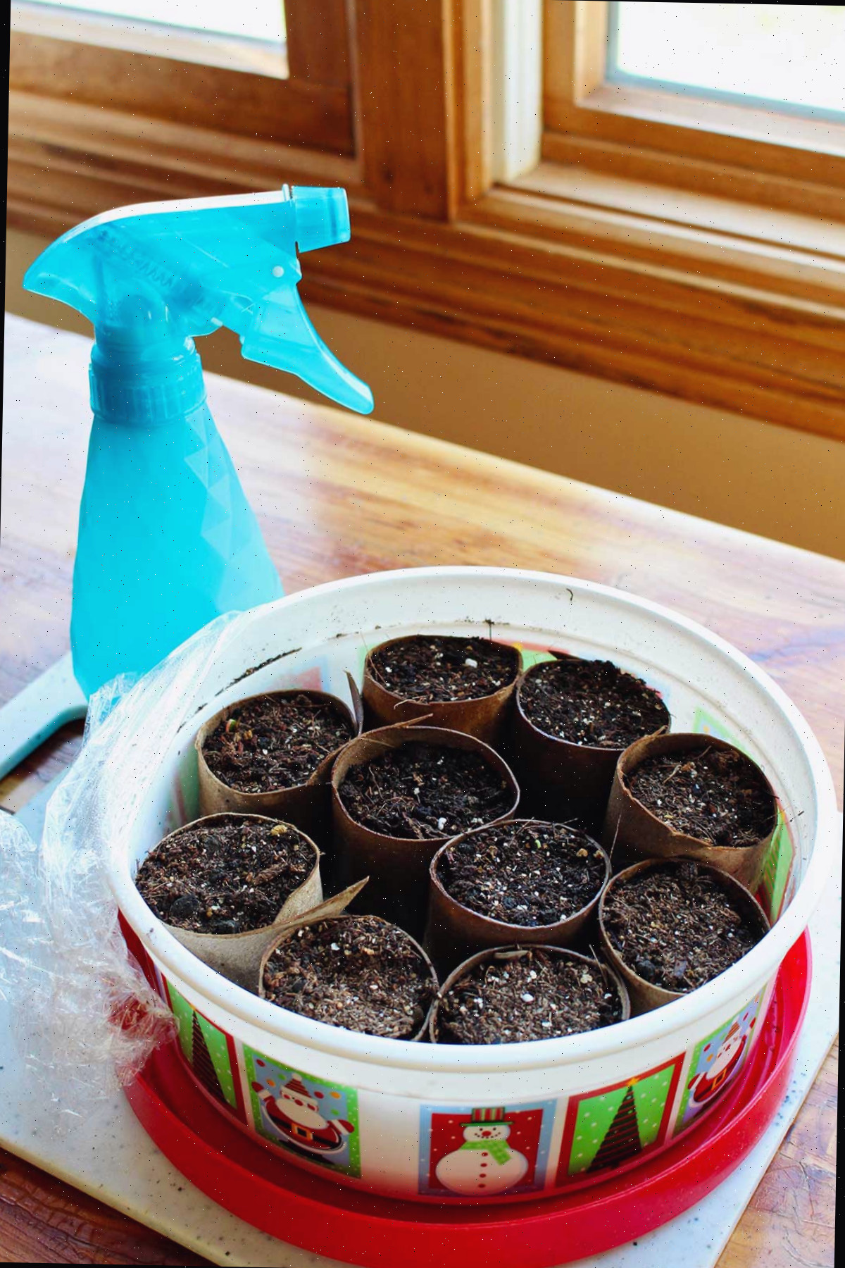 Um recipiente plástico com iniciadores de sementes em tubos de papel toalha ao lado de uma janela com um borrifador azul por perto.