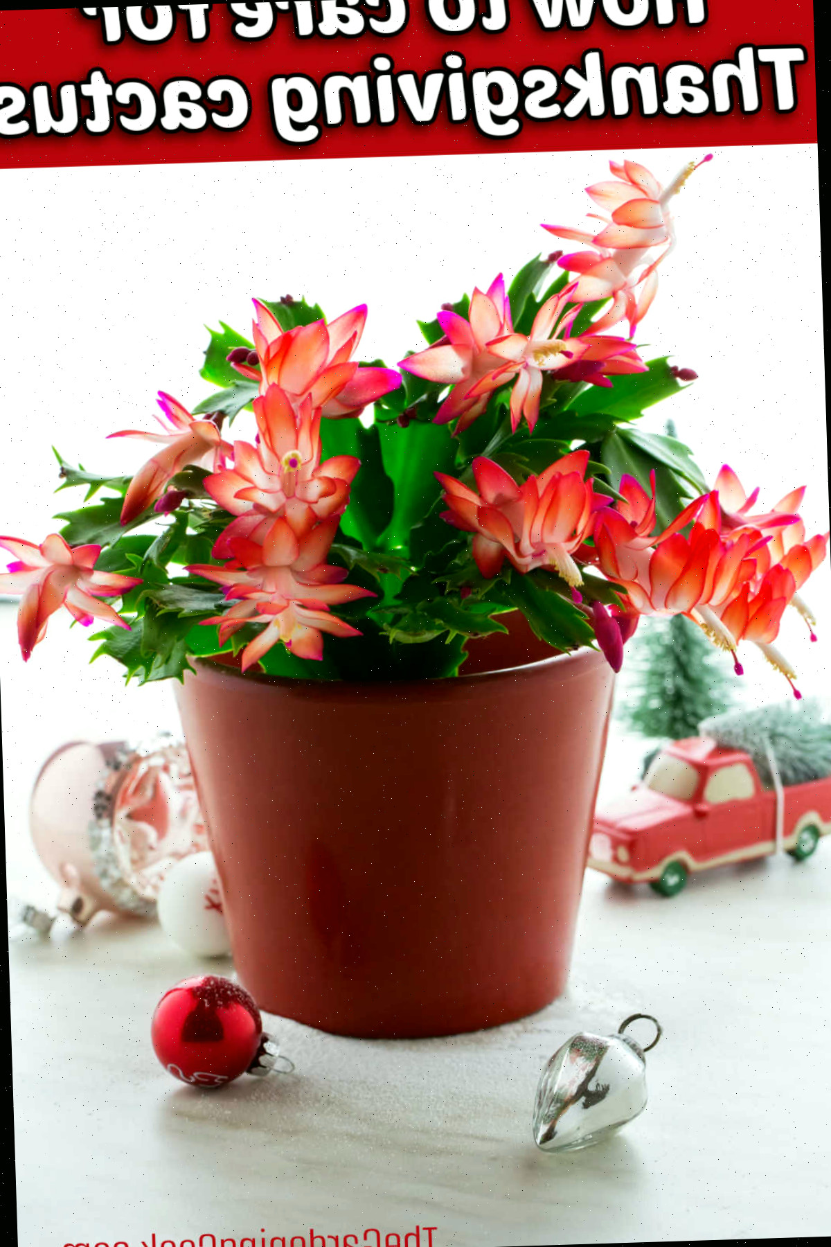 Como Tratar do Cacto de Ação de Graças Schlumbergera truncata em um vaso marron, cercado por ornamentos natalinos. Uma caixa de texto vermelha exibe Como tratar do cacto de Ação de Graças.