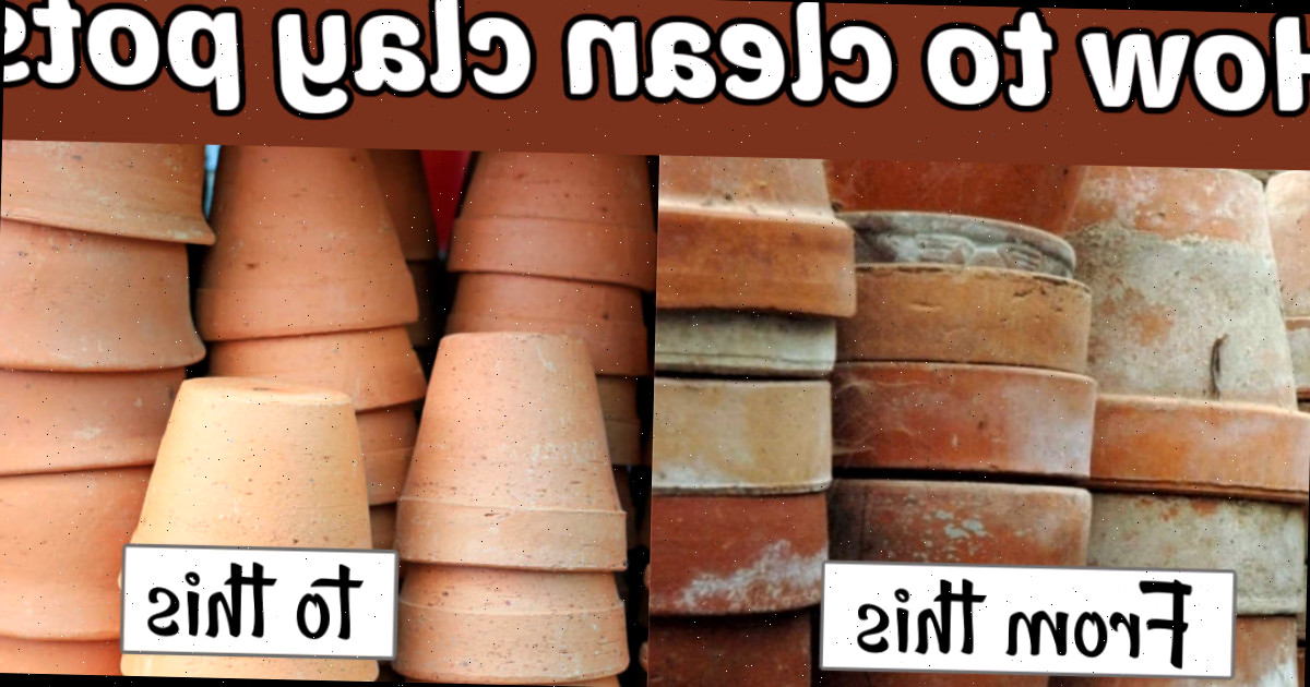 Uma montagem mostrando imagens de vasos de barro sujos e limpos. Caixas de texto brancas dizem De isto para isto. Bloco de texto marrom diz Como limpar vasos de barro.