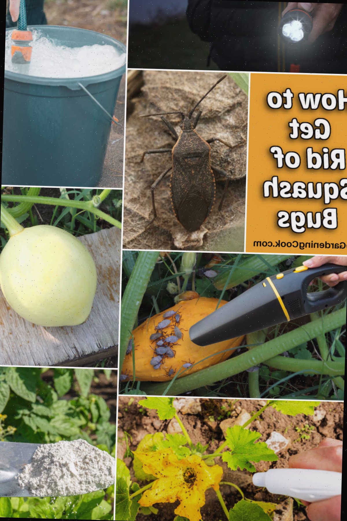 13 Maneiras de Se Desfazer dos Insetos do Abobrinha do Seu Jardim Imagem de um inseto do abobrinha adulto e técnicas para eliminá-los em seu jardim.