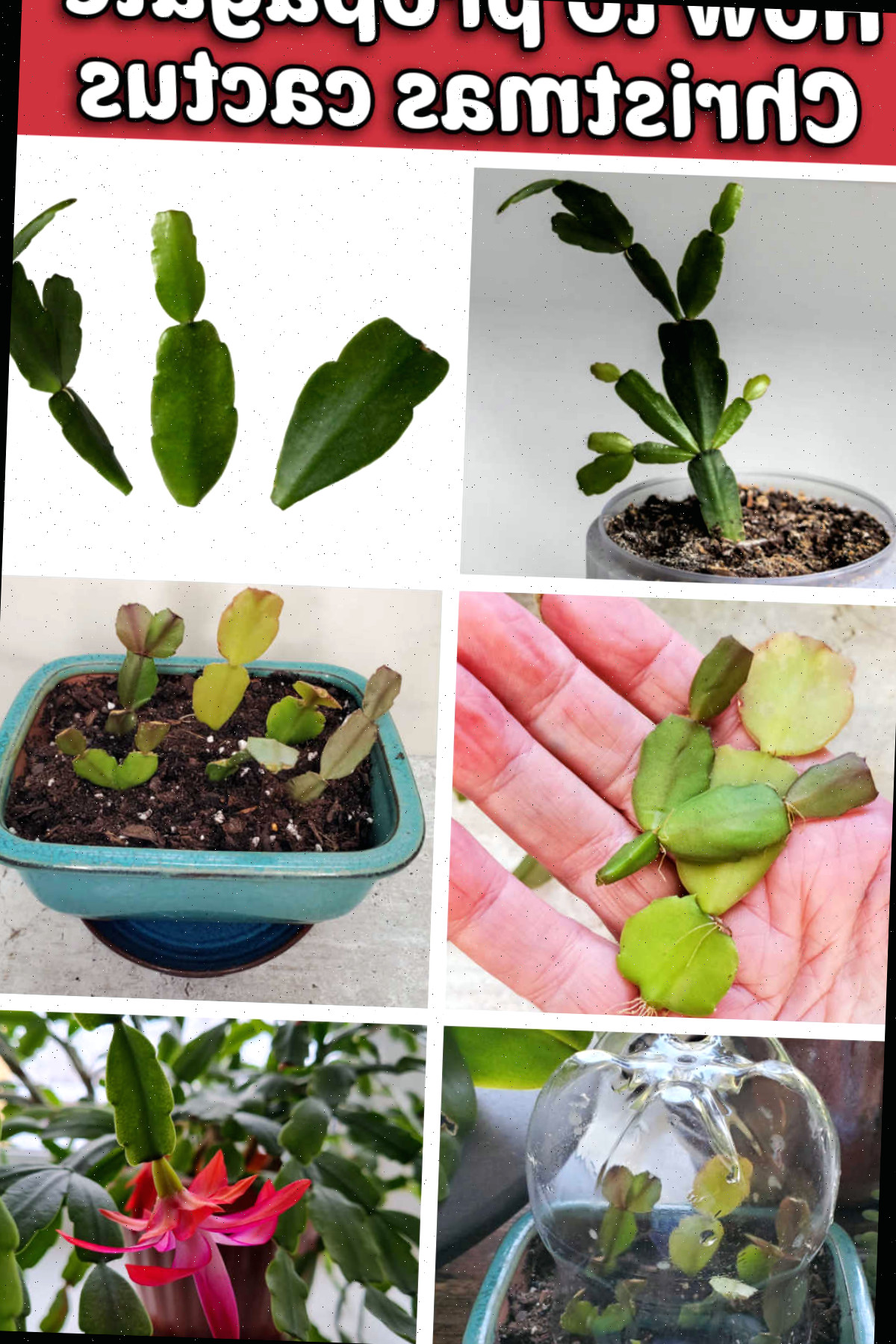 Aprenda a propagar um cacto-de-Natal Uma montagem ilustrativa exibindo os passos para enraizar Schlumbergera x buckleyi, desde a retirada das estacas até o plantio em solo, a criação de um miniestufas e uma planta com flores. A caixa de texto vermelha explica como propagar o cacto-de-Natal.