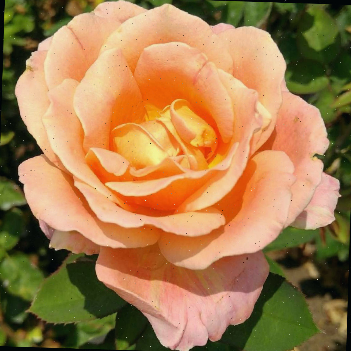Uma rosa tea laranja híbrida com sua folhagem ao redor em um canteiro de jardim.