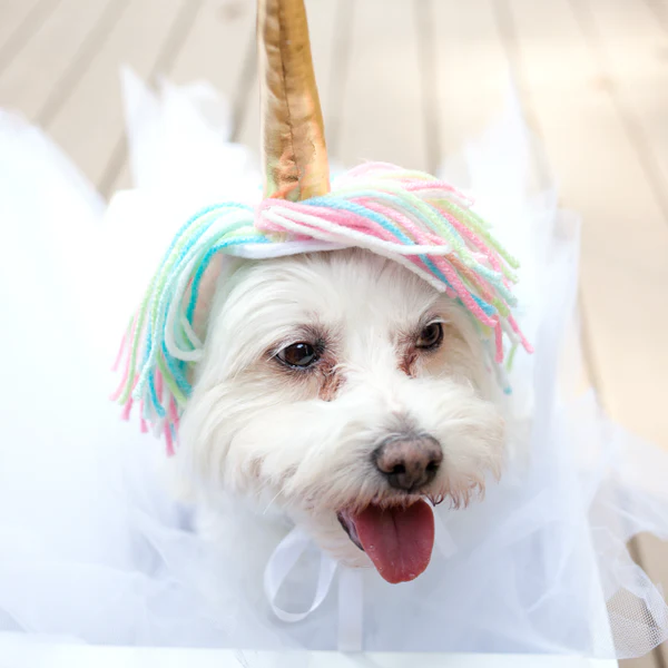 Fantasia de Unicórnio para Cães