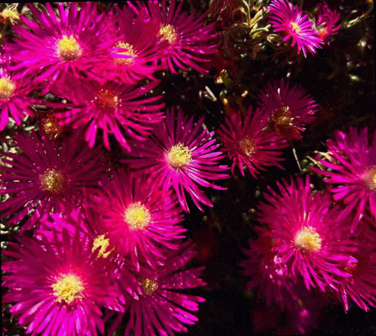 Uma imagem de perto de muitas flores da Planta do gelo (Delosperma cooperi), evidenciando como esta perene de flores rosas é abundante.