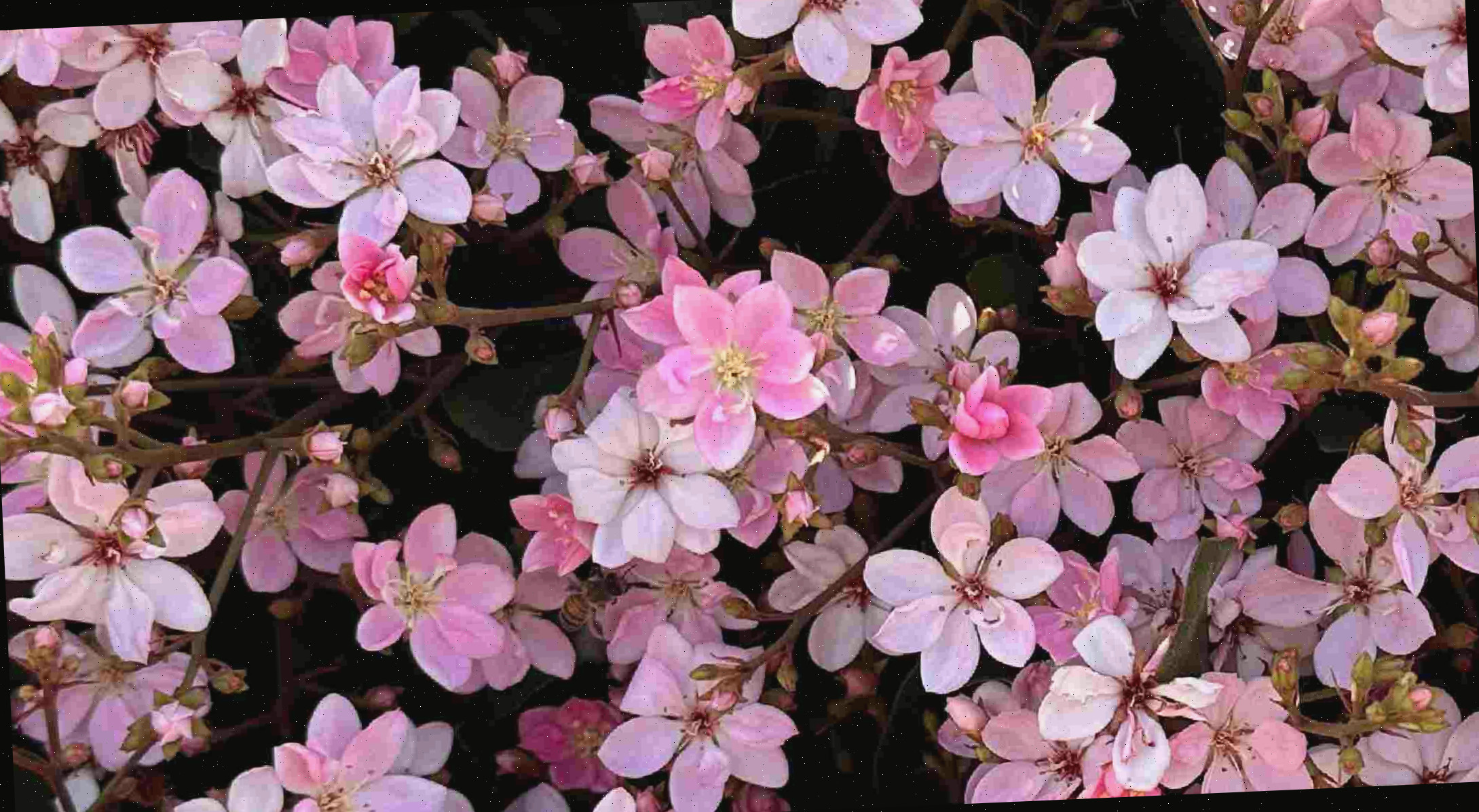 Uma imagem de várias pequenas flores rosas em uma planta de espinheiro indiano (Rhaphiolepis indica).
