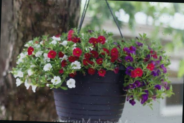 Um vaso de flores sobre uma planta