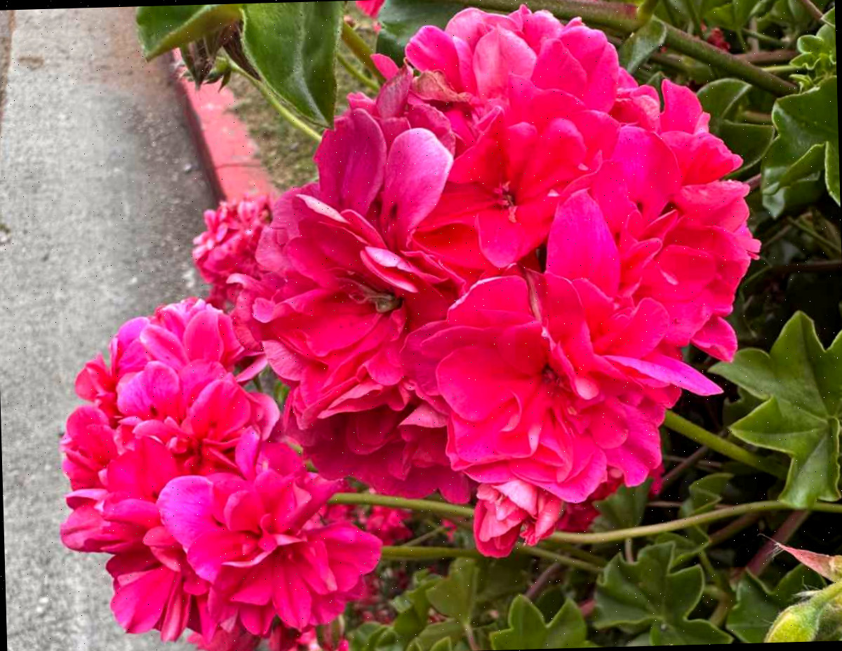 Dois cachos de flores rosa luminosas de uma planta de Gerânio Perolado (Pelargonium peltatum), florescendo sobre uma calçada, e as folhas encaracoladas também são visíveis na imagem.