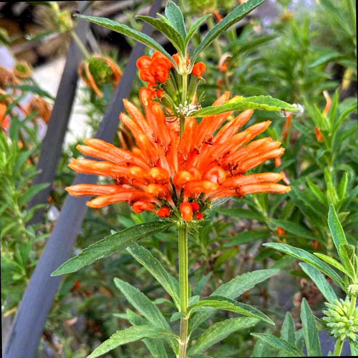 Uma imagem de close de uma flor laranja de cauda-de-leão, botanicamente conhecida como Leonotis leonurus, em um canteiro com densa folhagem ao redor.