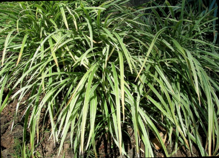 Liriope Spicata