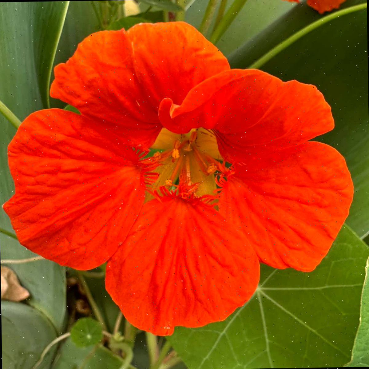 Uma imagem em close de uma capuchinha laranja, também chamada de Tropaeolum majus.