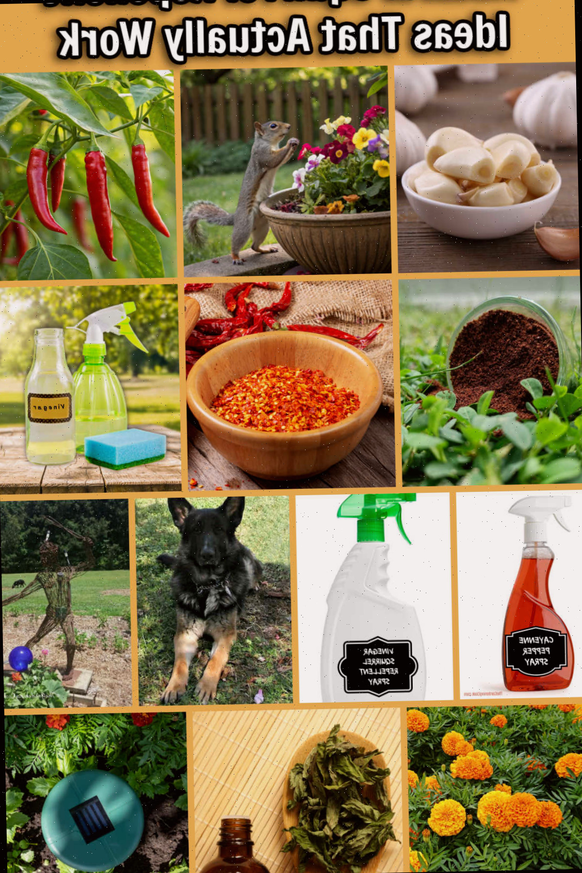 Imagens de ideias de repelente natural para esquilos que funcionam, englobando sprays, plantas, remédios, animais de estimação e estátuas.