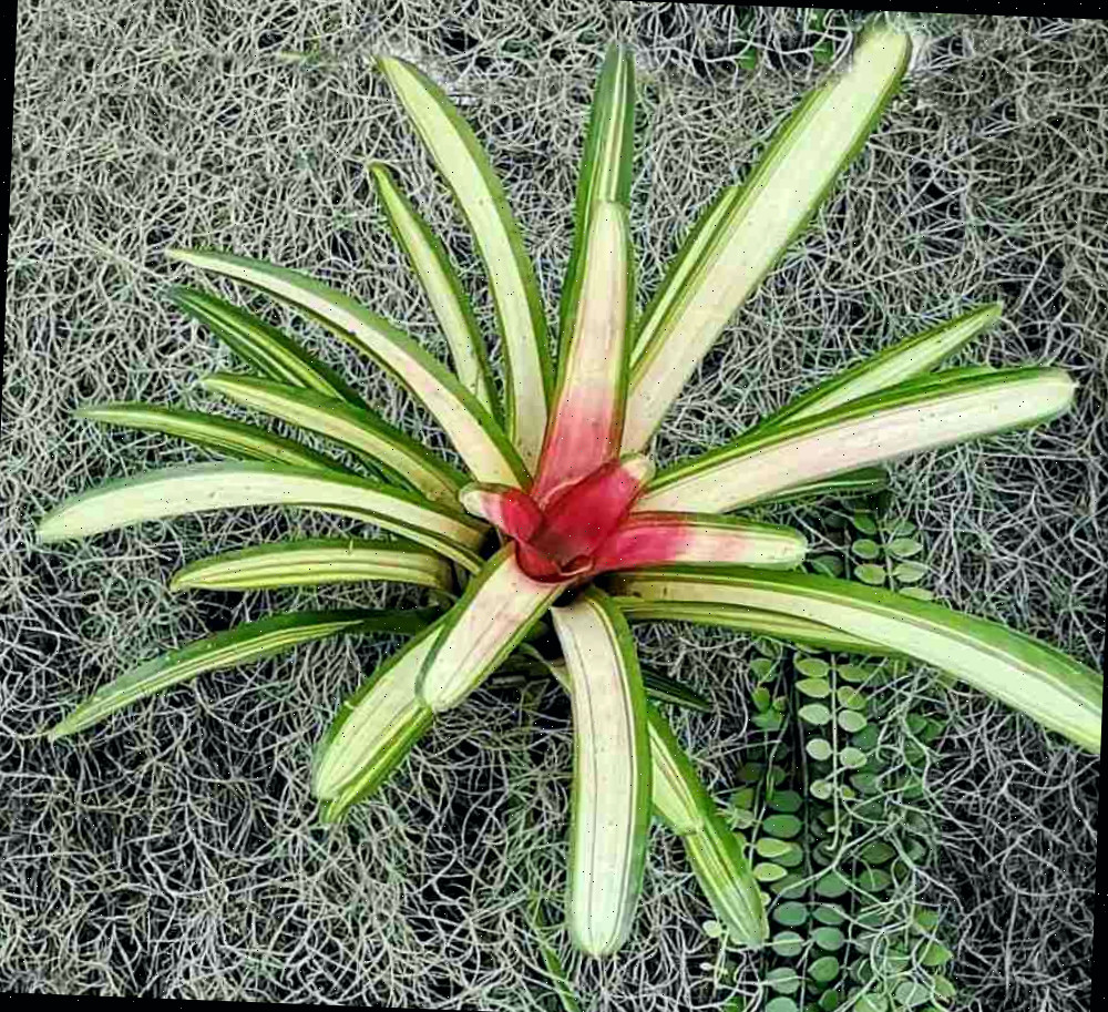 Bromélia corada — a planta de Natal perfeitamente colorida.