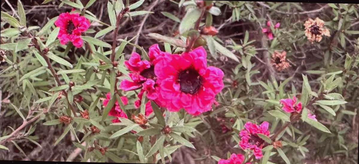 Uma foto de uma seção da árvore do chá da Nova Zelândia (Leptospermum scoparium 'Ruby Glow'), mostrando as flores desta planta com flores rosas.