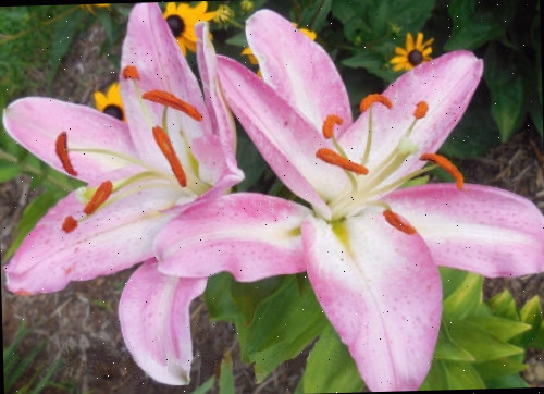 Uma foto de close de um lírio oriental (Lilium ssp.) mostrando duas dessas flores rosas de verão cercadas por folhagens, com uma planta Susan de olhos negros ao fundo.