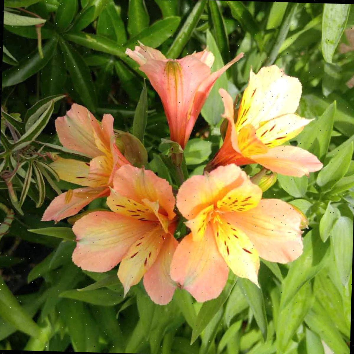 Um bouquet de flores de lírio do Peru em tom laranja-pêssego (Alstroemeria).