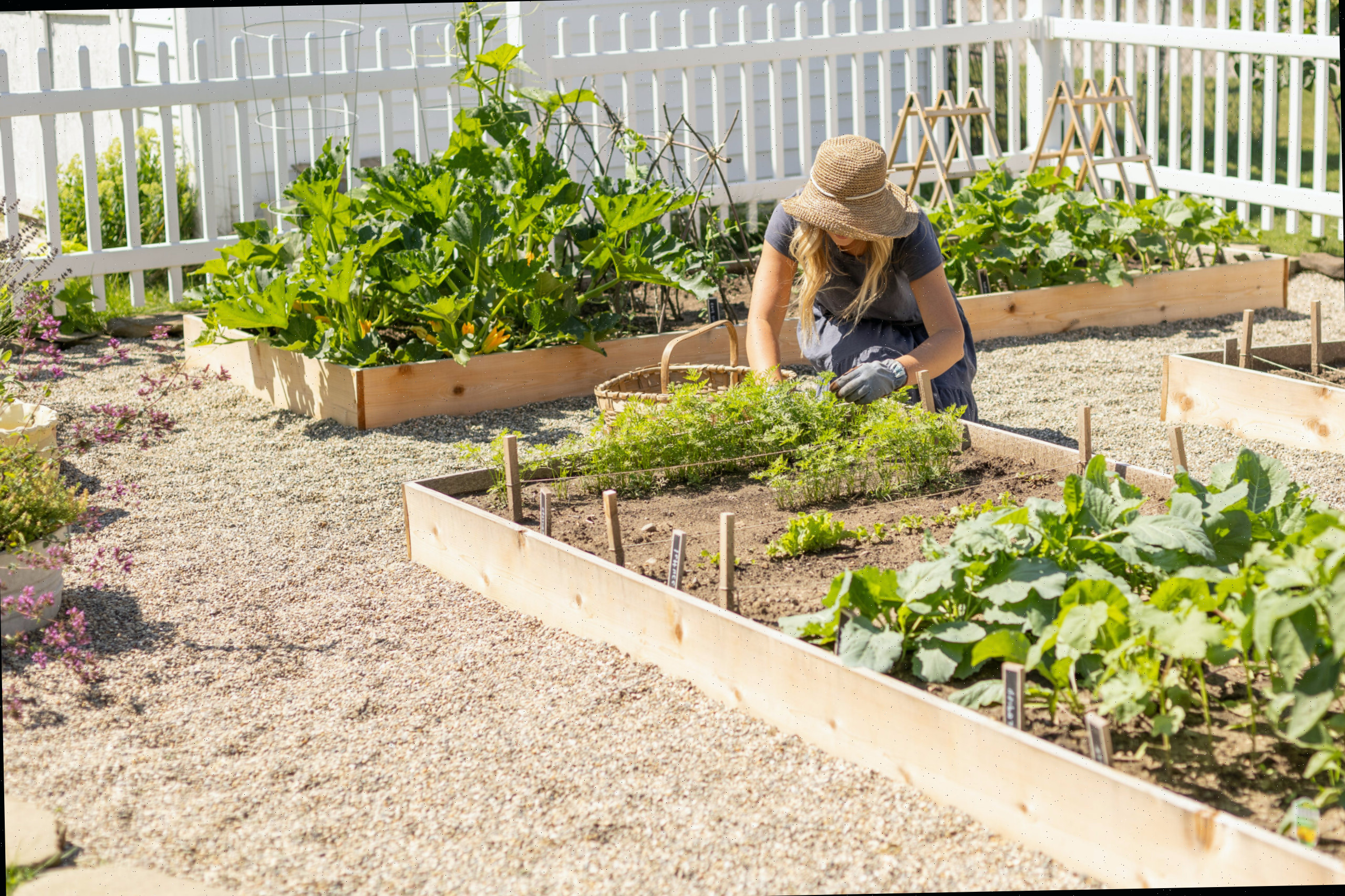 Atualização do Jardim de Verão: Cultivando Meu Próprio Pequenino Jardim de Legumes